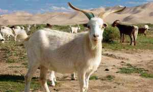 蒙古送中国3万只羊 3万只羊不是白拿的 中国在关键时刻回送大礼
