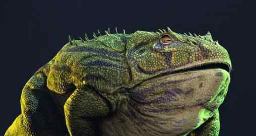 蔗蟾蜍 科学家挖到40.6厘米的蛙类化石 被称为史前魔鬼蛙或魔鬼蟾蜍