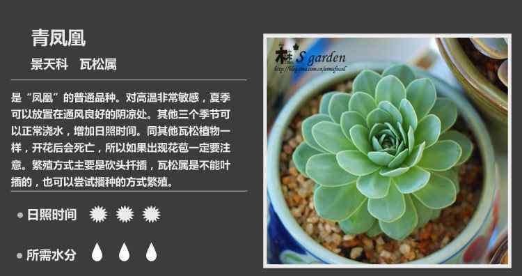 1000种多肉植物图鉴 实用|终于收齐150种多肉植物图鉴，再也不愁叫不出名字了