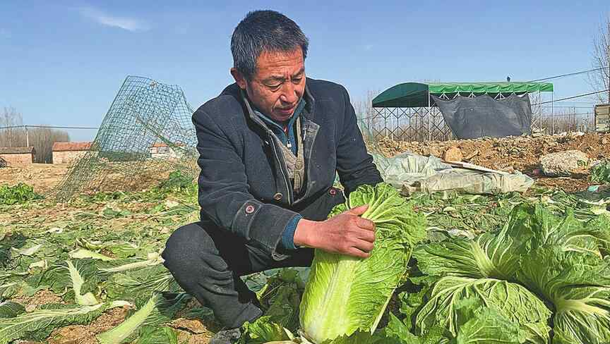 10至30天收成的菜 天寒心暖 济南多方伸出援手帮助菜农销售丰产大白菜