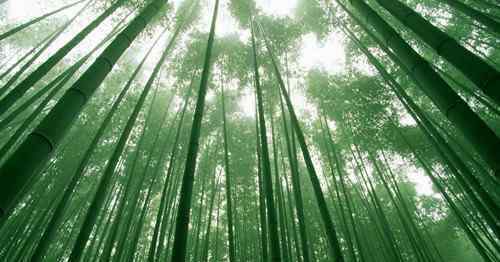 竹子寓意 竹子的象征意义是什么  家里摆放竹子有哪些讲究