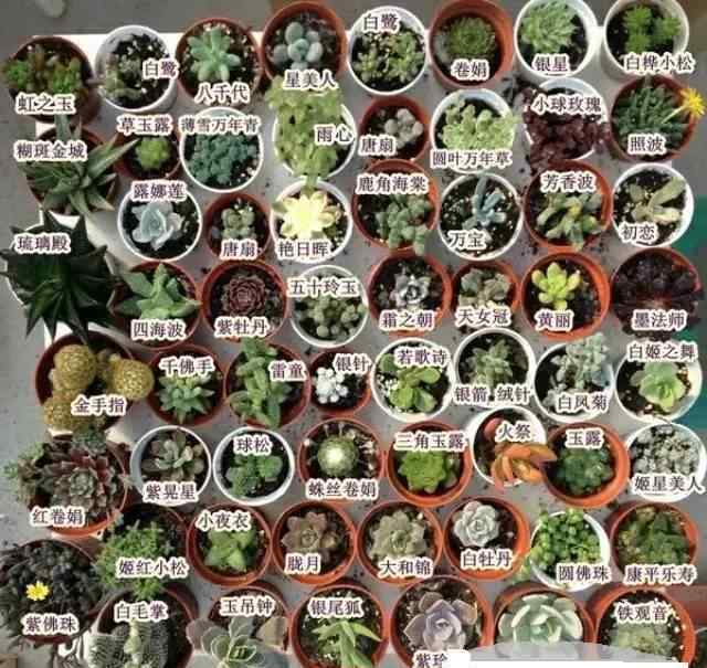 1000种多肉植物图鉴 实用|终于收齐150种多肉植物图鉴，再也不愁叫不出名字了