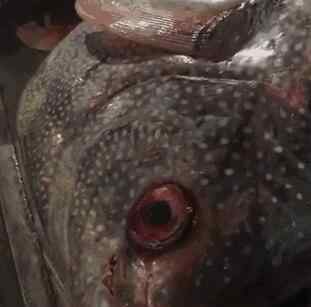 月亮鱼 捡到宝!渔民捕获怪物月亮鱼 长相奇特满身锈红有白斑重200多斤