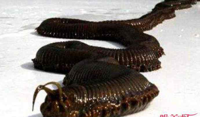 蛀船虫 蛀船虫会把人怎么样 被评为世界上最恶心的动物