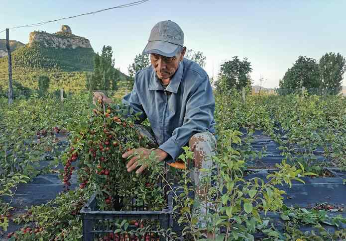 钙果种植是不是骗局 融媒·见证|老兵创业记！失败过也没关系，他们靠拼劲种出3200亩果园