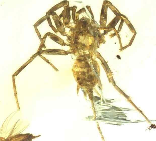 蜘蛛的外形 活久见!发现亿年前远古蜘蛛 形状奇特长有比身子还长的尾巴