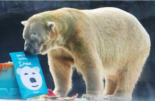 努卡 泪目!北极熊安乐死 27岁"伊努卡"已是70多岁的"老人"