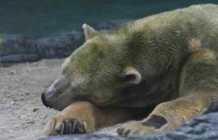 努卡 泪目!北极熊安乐死 27岁"伊努卡"已是70多岁的"老人"