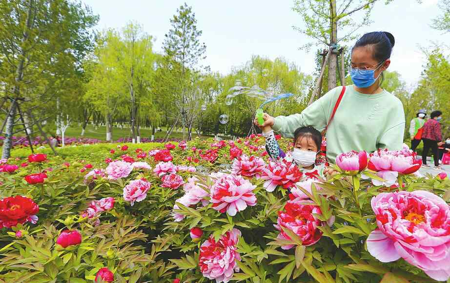 色人间阁 牡丹花开植物园 国色天香醉人间