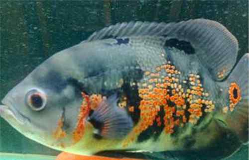 地图鱼水温 地图鱼怎么养 哪些鱼可以与地图鱼一起混养