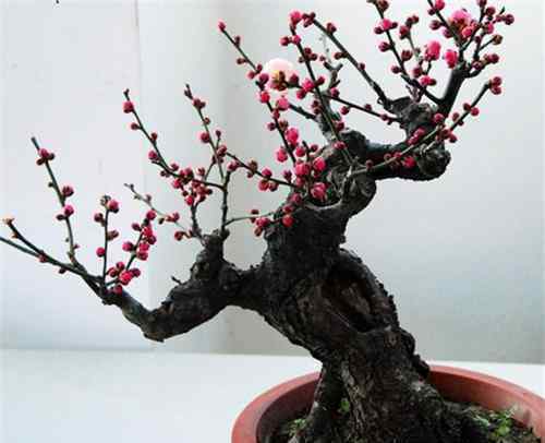 宫粉梅 红梅树盆景的养殖方法 红梅盆景如何制作