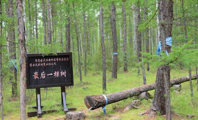 董永胜 【幸福花开新边疆】伐木工变护林人，内蒙古林场停伐后的生态化转型