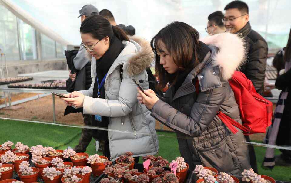 在线买花 看直播就能在线买花 青州花卉创业园把鲜花卖到全国