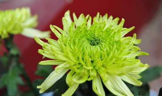 菊花照片 菊花的资料介绍 菊花图片大全