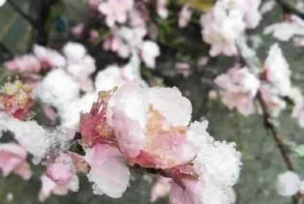 郑州下雪了 河南这些地方下雪了！现实版三月桃花雪美呆了……