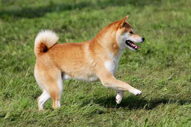 秋田犬和柴犬的区别 正宗秋田犬多少钱一只 秋田犬和柴犬有什么区别