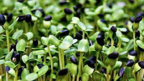 葵花籽的营养价值 葵花子苗的营养价值与食疗功效