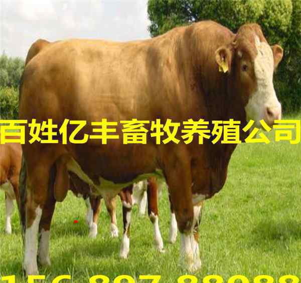 肉牛崽价格 今日400斤牛犊价格表最新报价AX