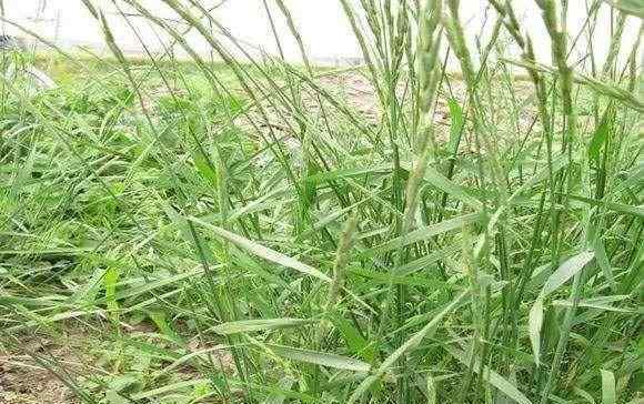 节节麦图片 节节麦泛滥成灾，不及时防除小麦减产38%