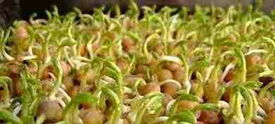 葵花籽的营养价值 葵花子苗的营养价值与食疗功效