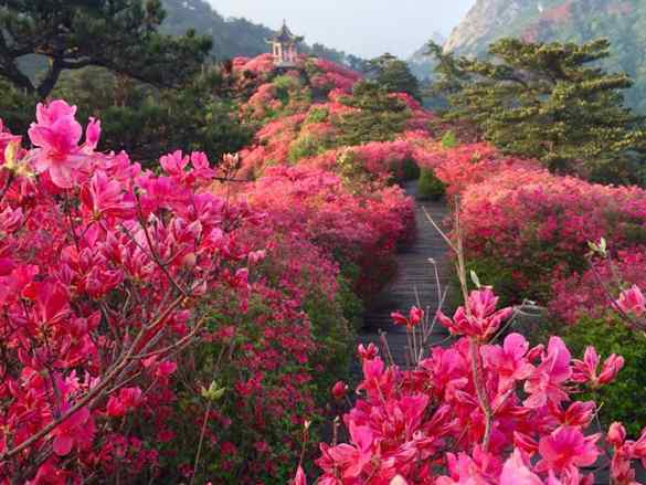 麻城杜鹃花节 2019麻城龟峰山杜鹃花节时间+门票+优惠政策