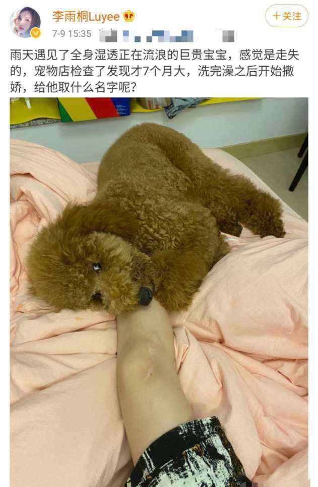 李雨桐照片 李雨桐超有爱，称收留了一只流浪犬，却意外曝光自己的腿上伤疤