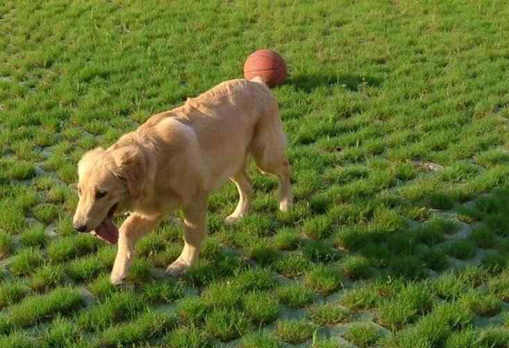 金毛30种行为解读 金毛犬的几个 “怪异行为”告诉你，有重要的事情要发生