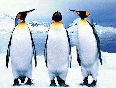 北极有企鹅吗 北极有企鹅吗，以前有北极大企鹅！