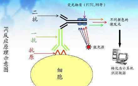 免疫组化技术 免疫组化技术