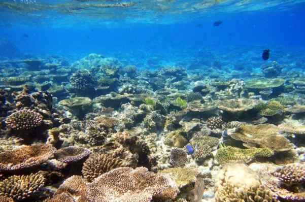 徐闻珊瑚礁 2020徐闻珊瑚礁自然保护区地址及游玩攻略