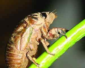 金蝉的养殖方法 金蝉养殖之金蝉对林木果树的危害