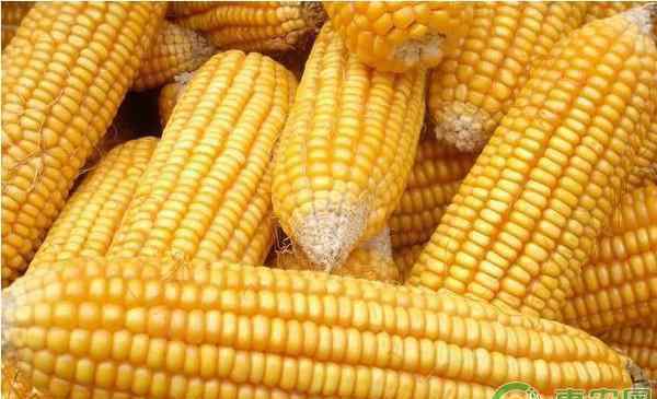 玉米现在多少钱一斤 今日玉米价格多少钱一斤？2019年全国玉米价格行情预测