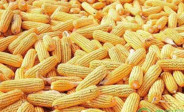 现在玉米多少钱一斤 今日玉米价格多少钱一斤？2019年最新玉米产区价格行情