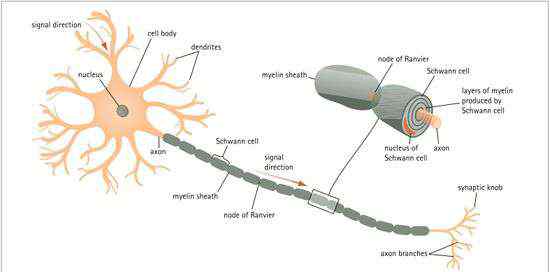 髓鞘 如何让大脑变得更聪明？