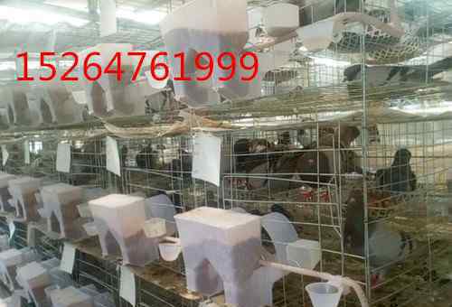 种鸽出售 今天长期出售高产鸽子种临泉县