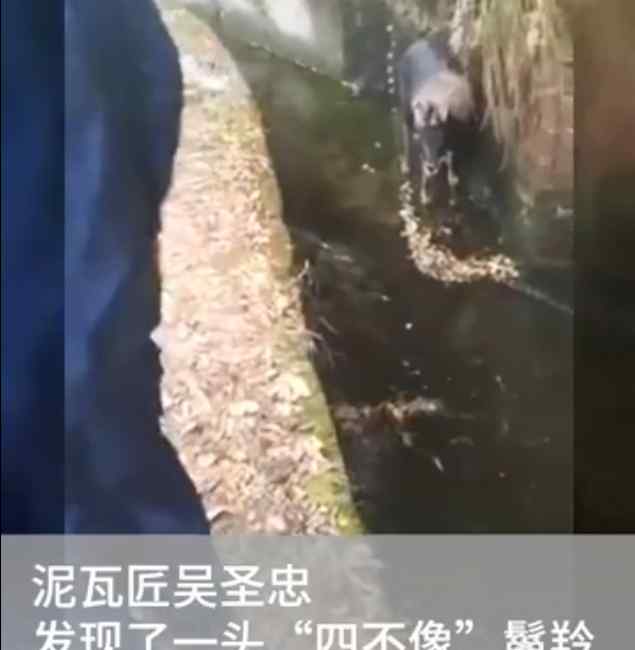 来看看“四不像”长啥样！传说中的神兽现身浙江温州 力大如牛