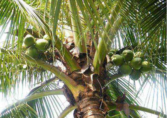 海南岛特产 海南特产水果，有热带水果天堂之美誉！