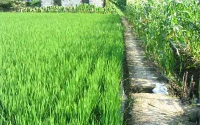 水稻种子 开始种水稻了，散播水稻和插秧水稻哪个好？两者有区别吗