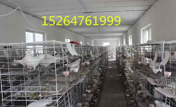 种鸽出售 今天长期出售高产鸽子种临泉县