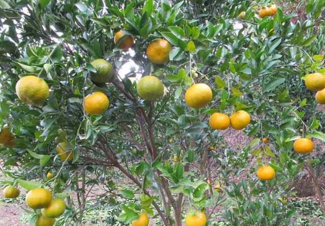 桔子树怎么养 橘子树怎么养，桔子树病虫防治和桔子树种植养殖注意事项