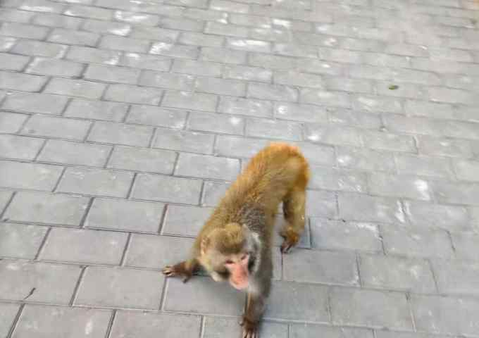 北京闹市有猴出没 大摇大摆走在路上 网友调侃：悟空 是你吗？