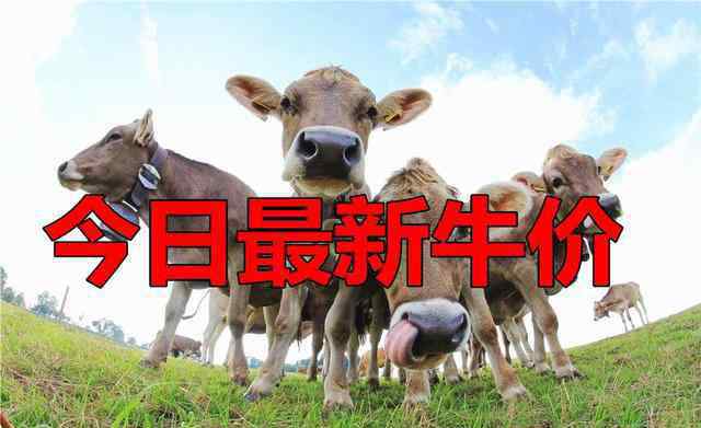 肉牛最新价格 今日最新牛价：今日最新肉牛，活牛价格，今日最新牛价行情