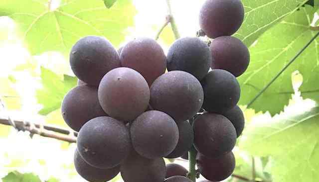 巨峰葡萄种植技术 巨峰葡萄的种植技术 优质果产量由每亩1400 公斤提高到2000 公斤