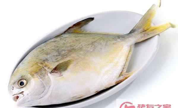 不宜吃金鲳鱼的人群 金鲳鱼的热量有多少 哪些人不宜吃金鲳鱼