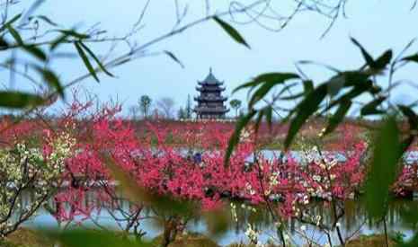 上海梅花节 2019年上海梅花节时间+地点+门票+交通+介绍