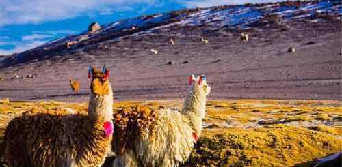 南美羊驼 进博·主宾国｜你们喜欢的羊驼，这个南美小国拥有全世界的一半