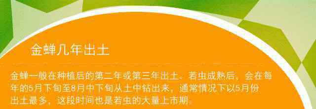 知了猴在土里要几年 金蝉几年出土