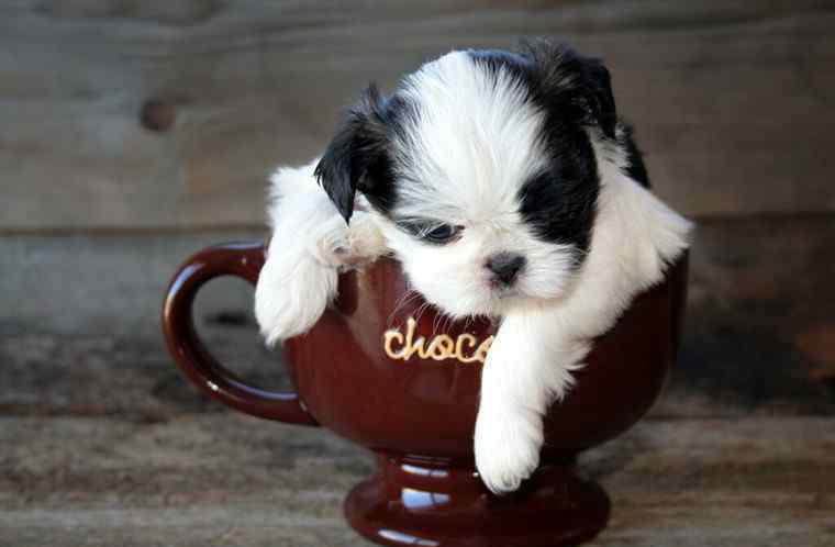 一般茶杯犬多少钱一只 茶杯犬多少钱一只 茶杯犬为什么容易死