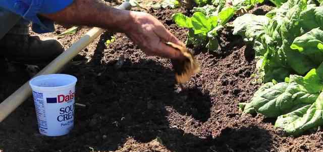 咖啡渣怎么做肥料 咖啡渣在养花中的常见用处，可堆肥和驱虫