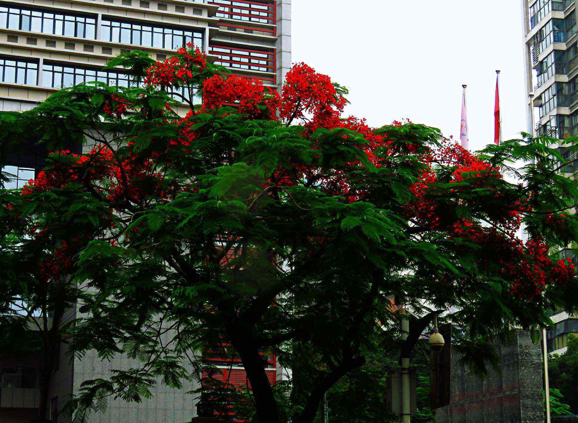 红花楹 蓝花楹与红花楹